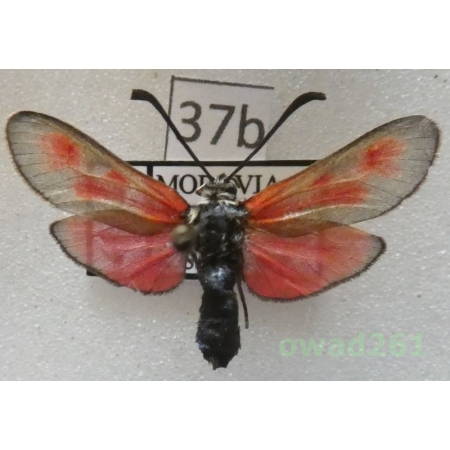 Zygaena punctum Ochsenheimer, 1808 Czech37b